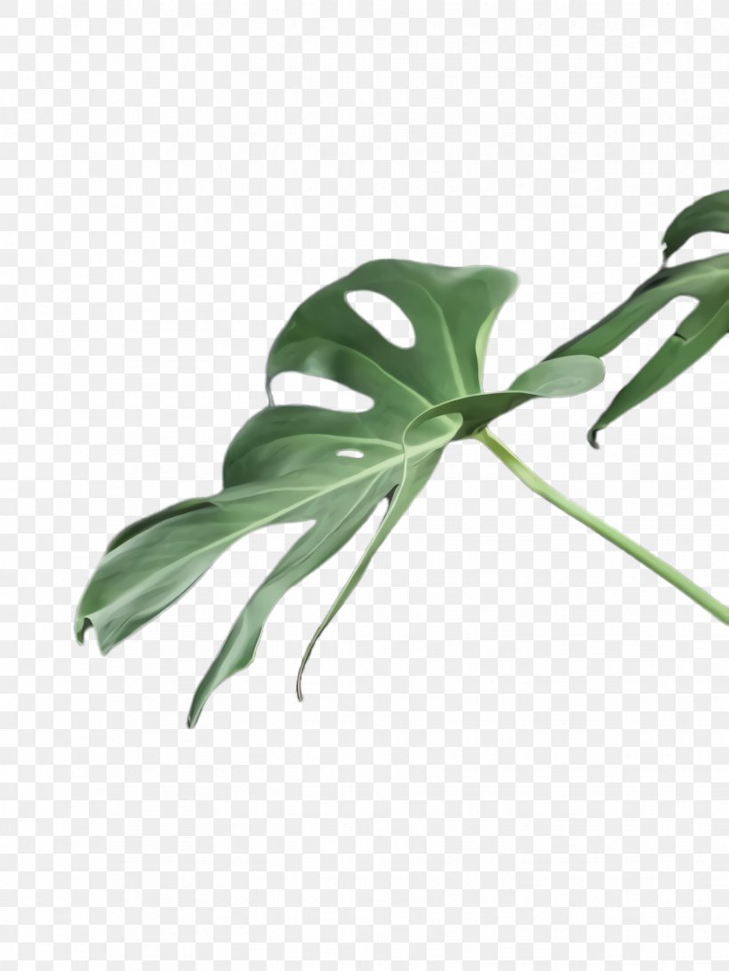 Flower Art Watercolor, PNG, 1732x2308px, Monstera Leaf, Alismatales, Anthurium, Arum Family, Canvas Download Free