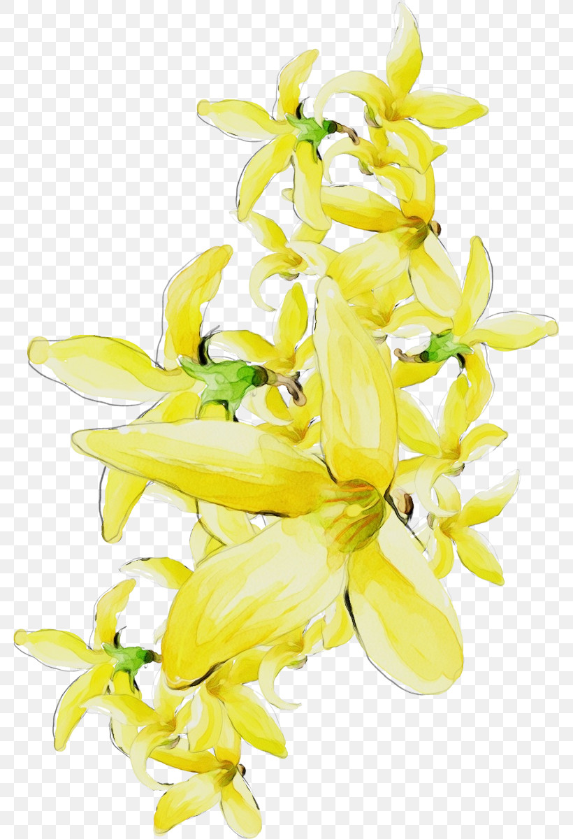 Flower Yellow Cut Flowers Plant Ylang-ylang, PNG, 782x1200px, Drawing Flower, Cut Flowers, Dendrobium, Floral Drawing, Flower Download Free
