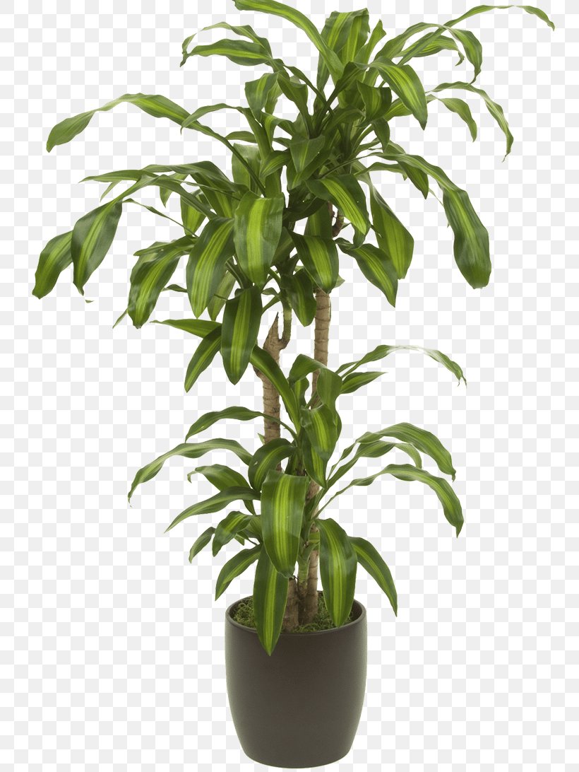 Houseplant Dracaena Reflexa Var. Angustifolia Flowerpot, PNG, 768x1092px, Houseplant, Calatheas, Chinese Evergreens, Computer, Dracaena Download Free