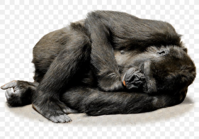 Gorilla Ape Primate Chimpanzee Monkey, PNG, 960x669px, Common Chimpanzee, Animal, Ape, Chimpanzee, Dog Breed Download Free