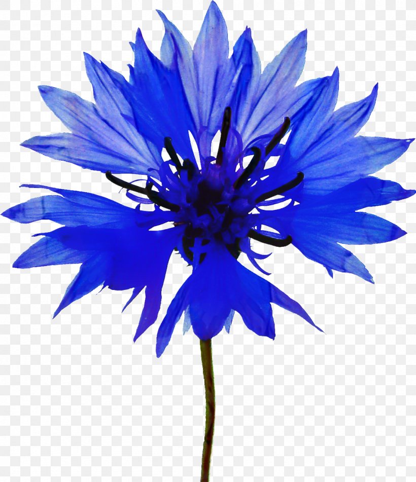 Clip Art Vector Graphics Painting Image, PNG, 1101x1277px, Painting, Annual Plant, Art, Blue, Cornflower Download Free