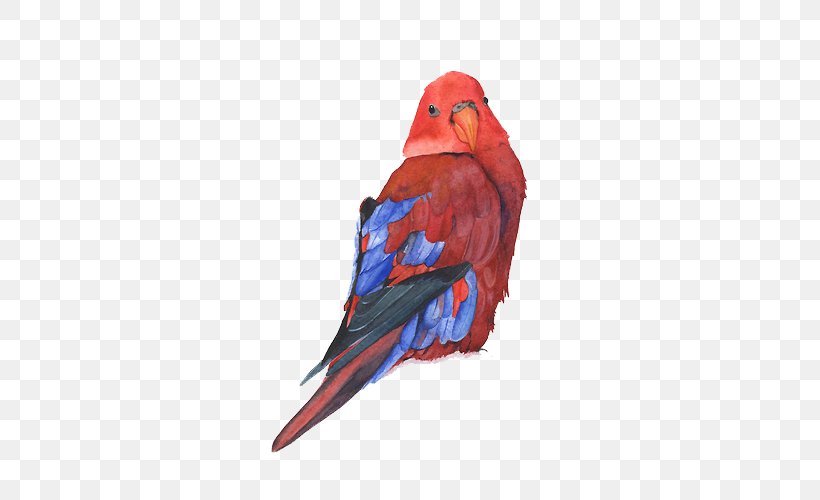 Watercolor Painting Parrot Bird Drawing, PNG, 500x500px, Watercolor Painting, Art, Beak, Bird, Color Download Free