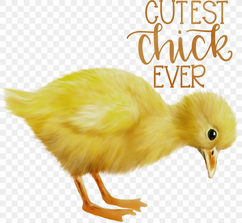 Duck Landfowl Chicken Birds Beak, PNG, 2999x2766px, Happy Easter, Beak, Biology, Birds, Chicken Download Free