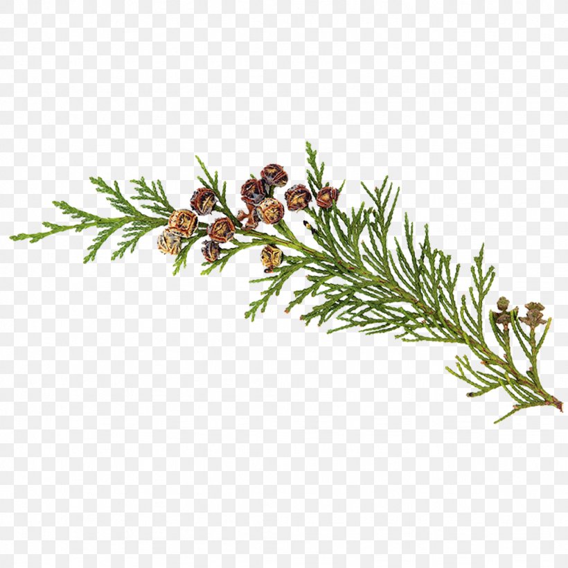 Essential Oil Cedar Oil Tea Tree Oil Frankincense, PNG, 1024x1024px, Essential Oil, Anise, Aromatherapy, Branch, Cedar Download Free