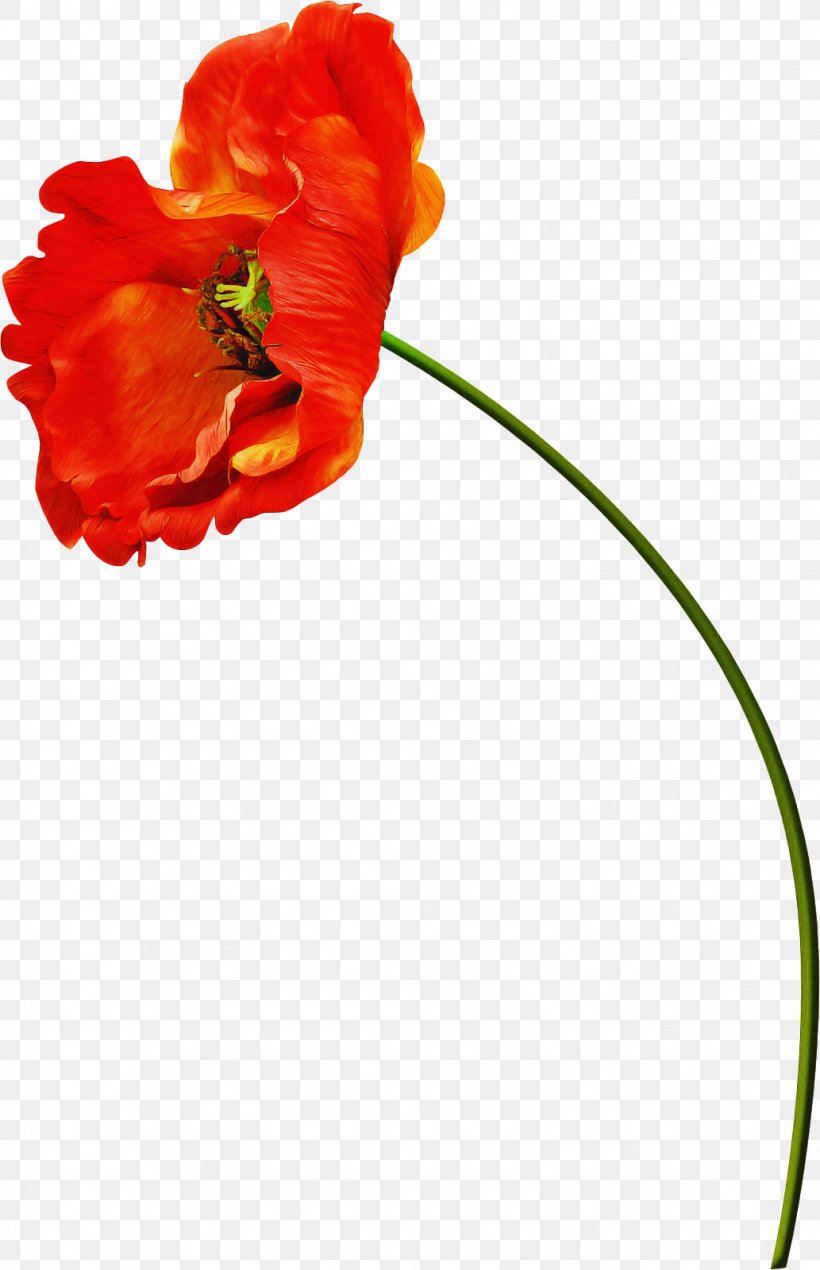 Flowers Background, PNG, 1033x1600px, Poppy, Coquelicot, Corn Poppy, Cut Flowers, Flower Download Free