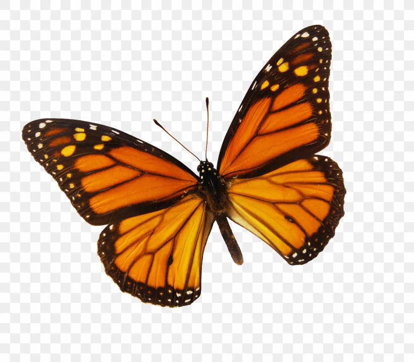 Monarch Butterfly Drawing Color Clip Art, PNG, 4364x3819px, Butterfly, Animal Migration, Arthropod, Brush Footed Butterfly, Butterflies And Moths Download Free