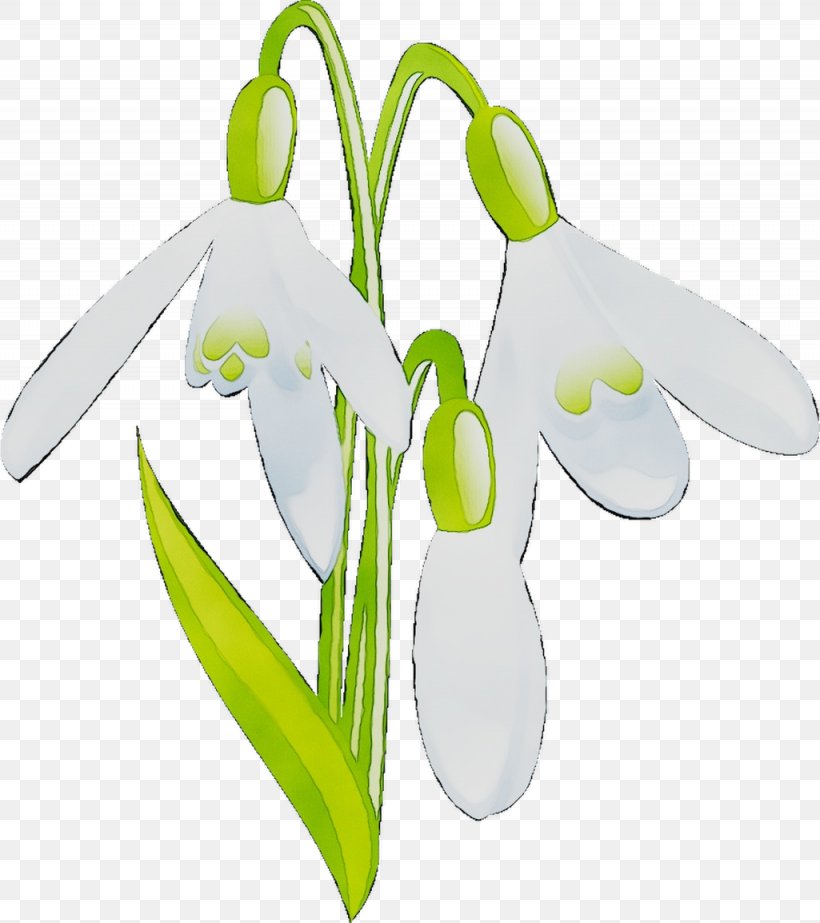 Product Design Technology Snowdrop, PNG, 1025x1154px, Technology, Amaryllis Family, Flower, Flowering Plant, Galanthus Download Free