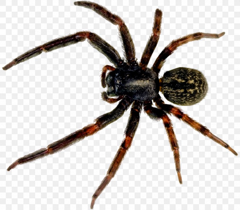 Redback Spider Black House Spider Southern Black Widow, PNG, 900x791px, Spider, Animal, Arachnid, Araneus, Araneus Cavaticus Download Free