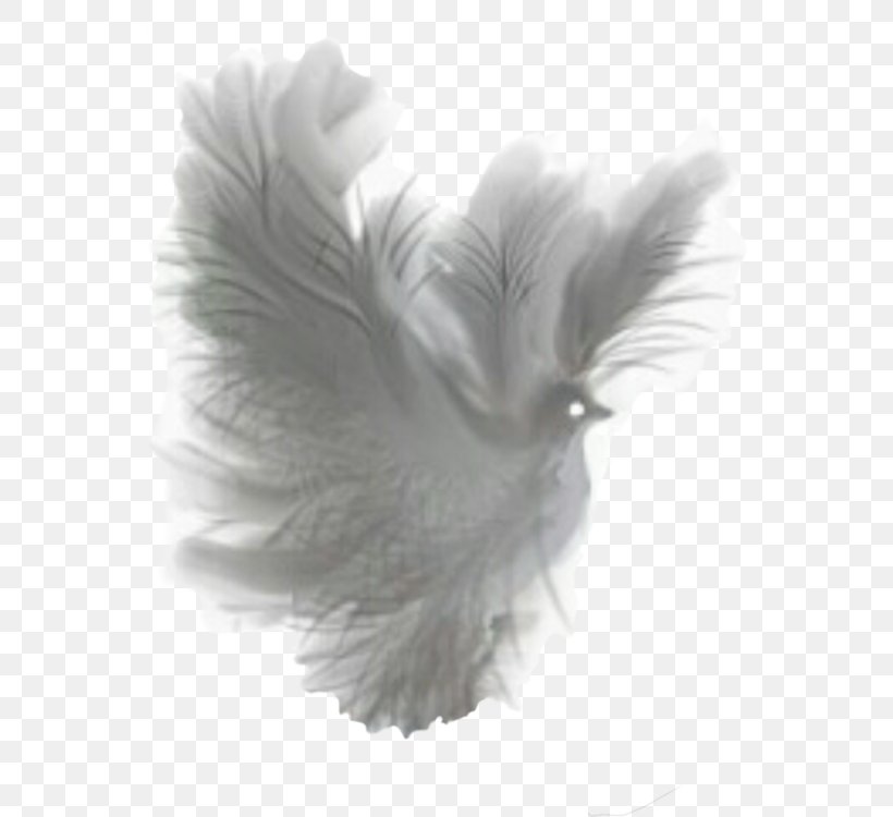 Silver Background, PNG, 554x750px, Pigeons And Doves, Feather, Fur, Headpiece, Natural Material Download Free