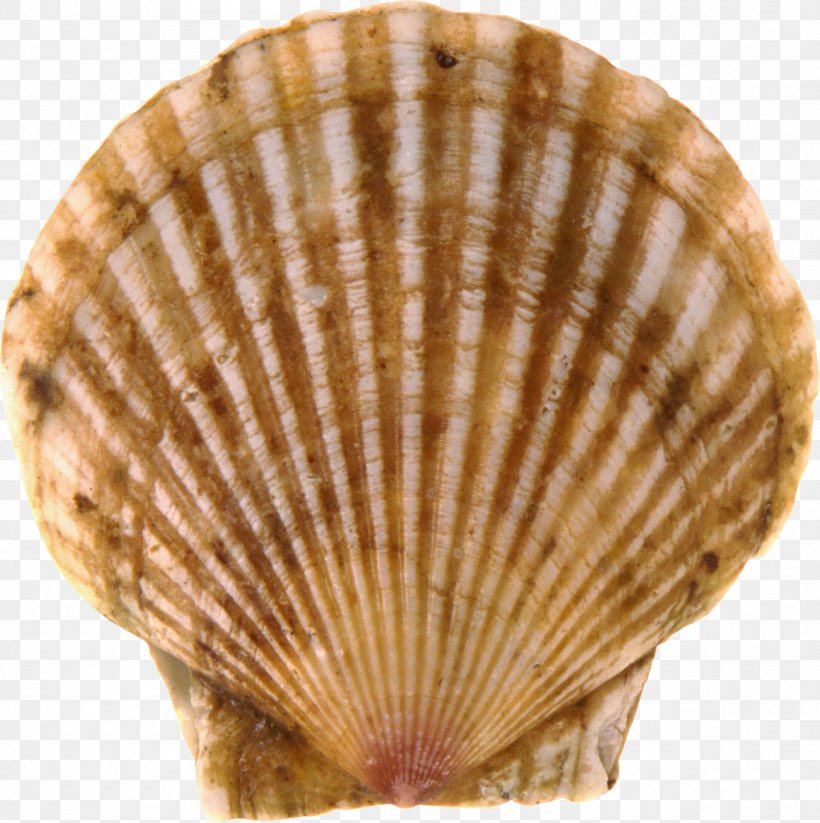 Bay Scallop Seashell, PNG, 1363x1368px, Bay Scallop, Animal Product, Clam, Clams Oysters Mussels And Scallops, Cockle Download Free