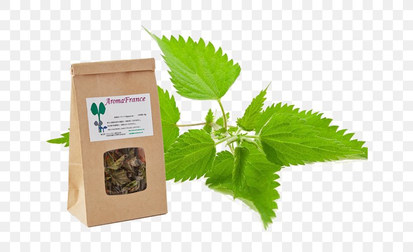 Common Nettle Stock Photography Herb Medicinal Plants, PNG, 640x500px, Common Nettle, Carrier Oil, Deadnettles, Food, Herb Download Free