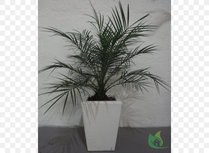 Date Palm Flowerpot Houseplant Palm Trees, PNG, 600x600px, Date Palm, Arecales, Evergreen, Flowerpot, Houseplant Download Free