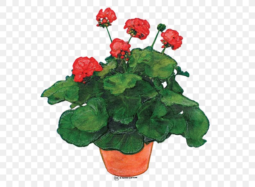 Geranium Molle Geranium Robertianum Hardy Geraniums Clip Art, PNG, 600x600px, Geranium Molle, Annual Plant, Begonia, Cranesbill, Cut Flowers Download Free