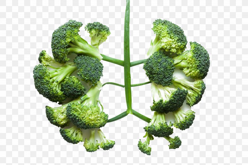Lung Health Vegetable Broccoli Disease, PNG, 5616x3744px, Lung, Antioxidant, Broccoli, Cauliflower, Chronic Condition Download Free