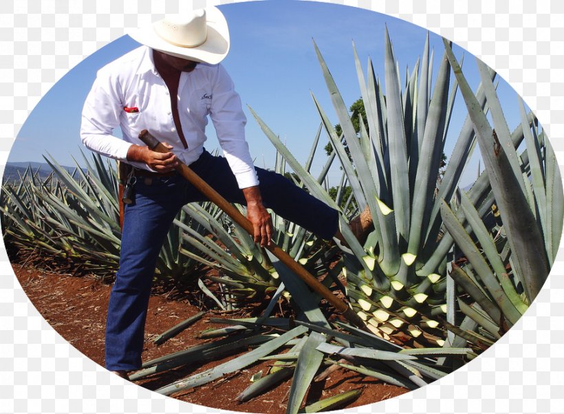 Tequila Mezcal Distilled Beverage Mexican Cuisine Agave Azul, PNG, 904x664px, Tequila, Agave, Agave Azul, Agave Nectar, Alcoholic Drink Download Free