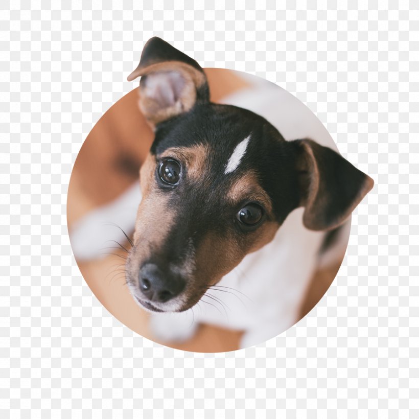 Dog Breed Toy Fox Terrier Jack Russell Terrier Miniature Fox Terrier Puppy, PNG, 900x900px, Dog Breed, Brazilian Terrier, Breed, Carnivoran, Companion Dog Download Free