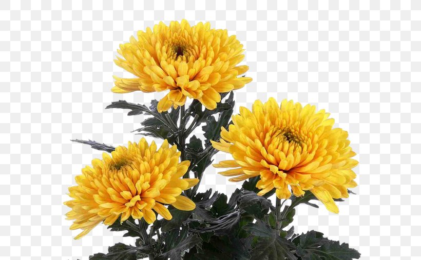 Flower Chrysanthemum Indicum Garden Roses Plant Daffodil, PNG, 665x507px, Flower, Annual Plant, Artificial Flower, Aster, Boat Orchid Download Free