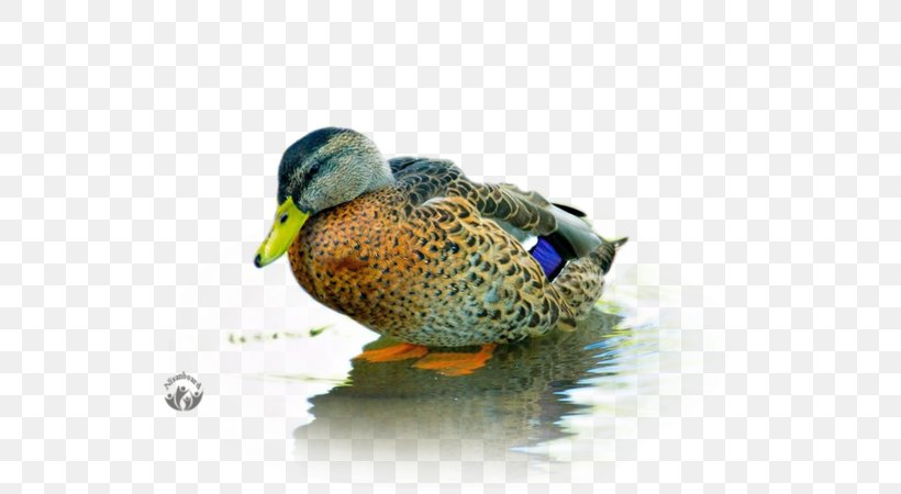 Mallard Baby Ducks Bird Goose, PNG, 800x450px, Mallard, American Pekin, Animal, Baby Ducks, Beak Download Free