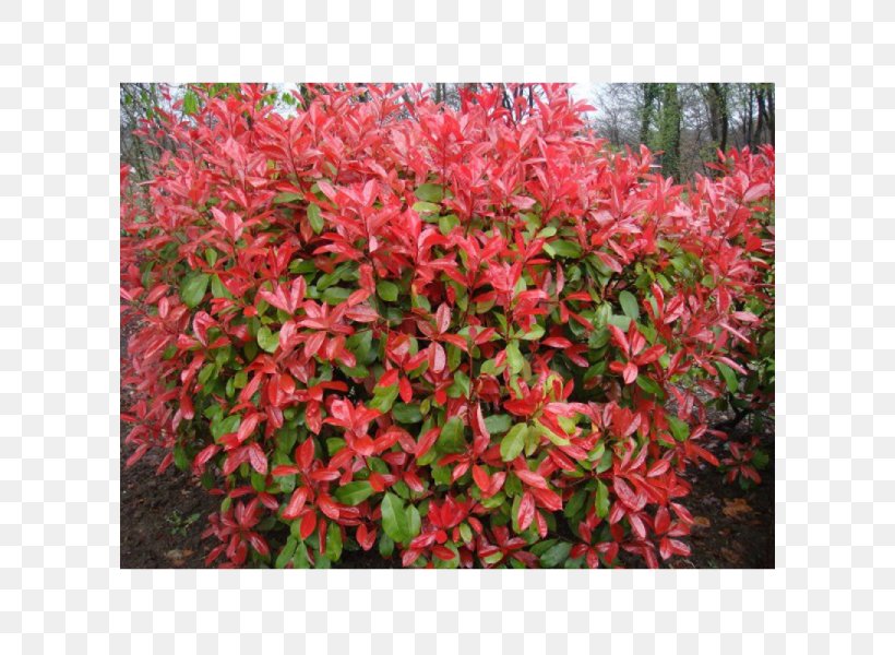 Red Tip Photinia English Lavender Hedge Shrub Tree, PNG, 600x600px, Red Tip Photinia, Annual Plant, English Lavender, Evergreen, Flower Download Free