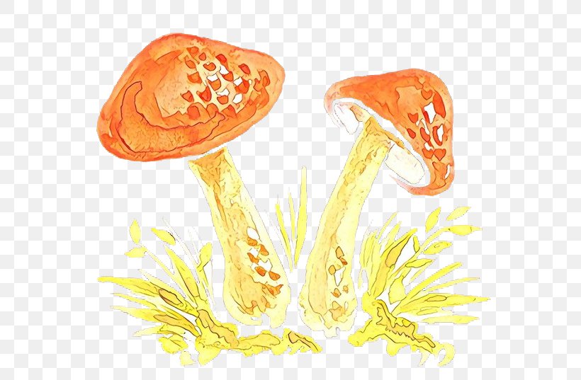 Ingredient Product Design Organism, PNG, 650x537px, Ingredient, Fungus, Mushroom, Orange, Organism Download Free