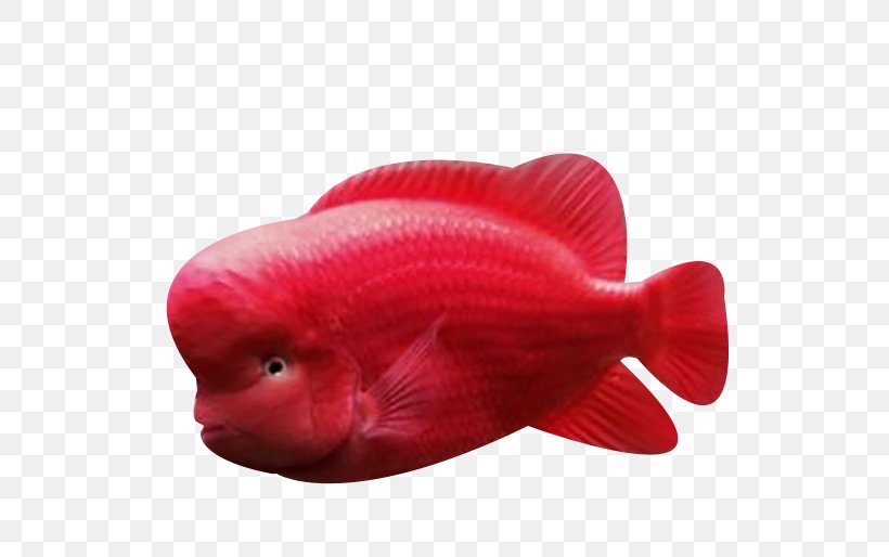 Red Fish Biology, PNG, 685x514px, Red, Beak, Biology, Fish, Organism Download Free