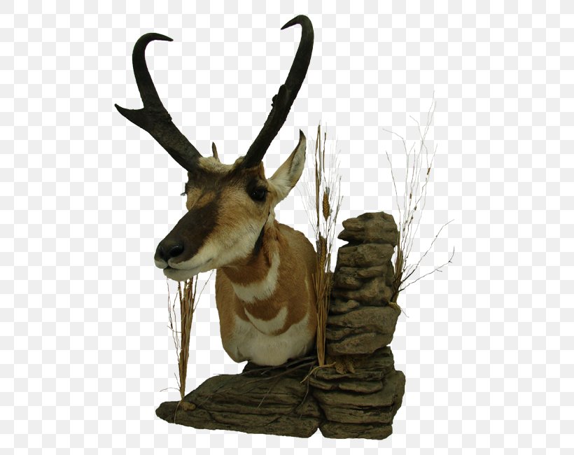 Reindeer Pronghorn Don's Taxidermy Antelope, PNG, 516x650px, Deer, Animal, Antelope, Antler, Biggame Hunting Download Free