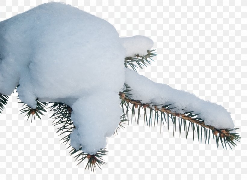 Snow Clip Art, PNG, 1956x1430px, Snow, Branch, Feather, Fur, Photography Download Free