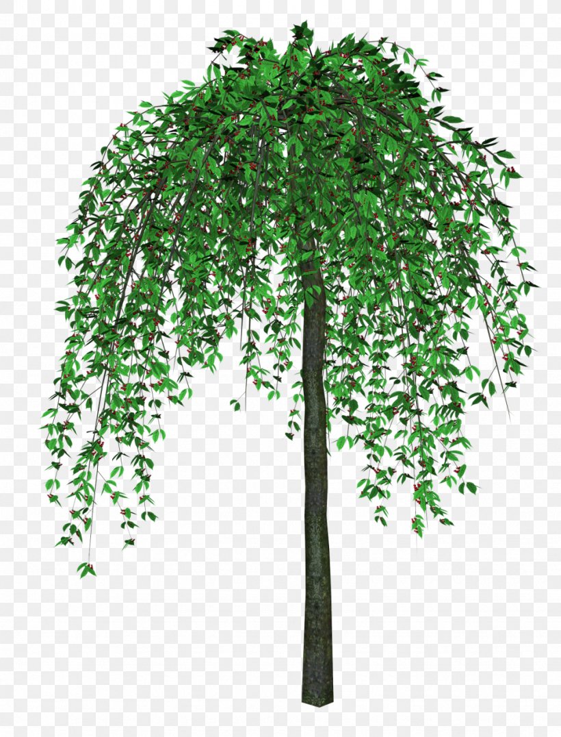 Tree Clip Art, PNG, 975x1280px, Tree, Animation, Birch, Branch, Digital Image Download Free