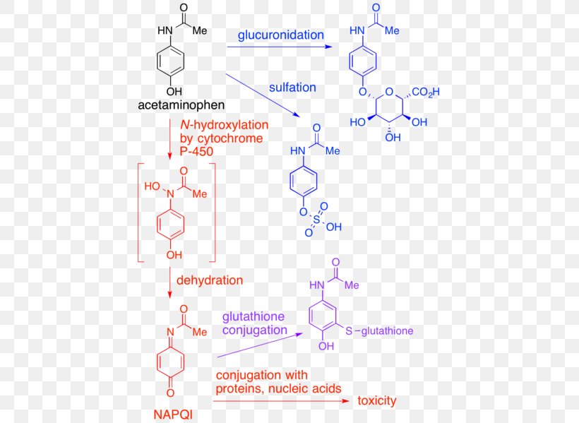 Acetaminophen NAPQI Metabolism Hepatotoxicity Over-the-counter Drug, PNG, 435x599px, Acetaminophen, Adverse Effect, Area, Diagram, Excretion Download Free