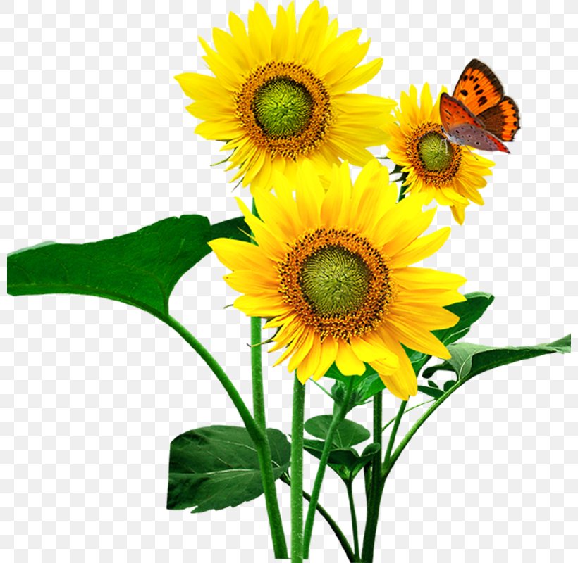 Download Information, PNG, 800x800px, 3d Computer Graphics, 3d Modeling, 3d Printing, Information, Common Sunflower Download Free