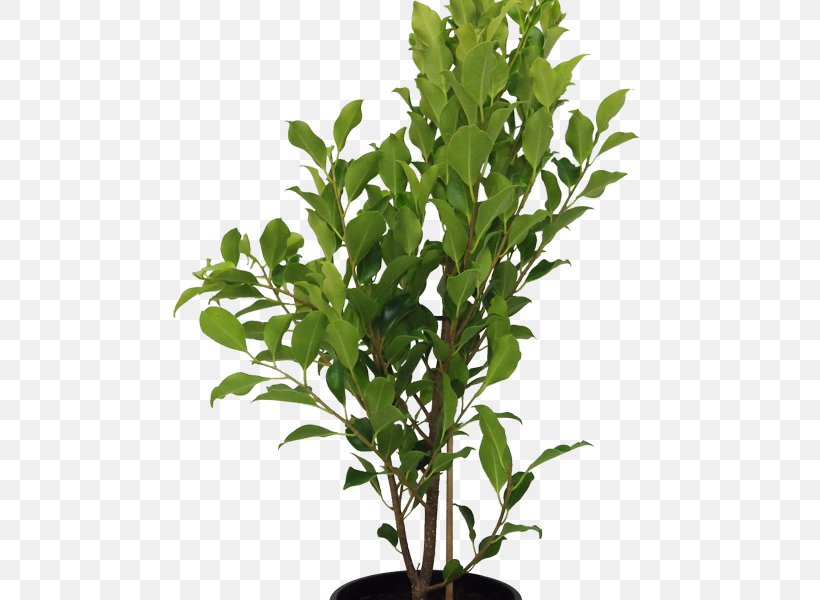 Houseplant Tree Flowerpot Branch Box, PNG, 500x600px, Houseplant, Box, Branch, Cordyline, Cycad Download Free