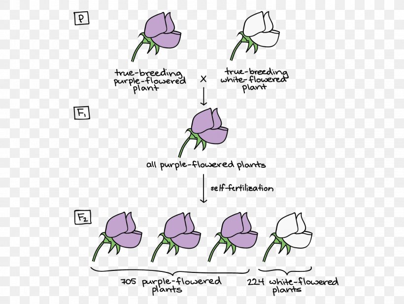 Mendelian Inheritance Biology Genetics Video Lesson, PNG, 1600x1203px, Watercolor, Cartoon, Flower, Frame, Heart Download Free