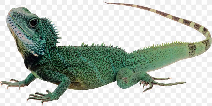 Lizard Komodo Dragon Reptile, PNG, 3026x1515px, Komodo Dragon, Agama, Agamidae, Chameleon, Common Iguanas Download Free