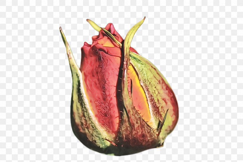 Plant Nepenthes Leaf Flower Tree, PNG, 2448x1632px, Watercolor, Anthurium, Bud, Carnivorous Plant, Flower Download Free