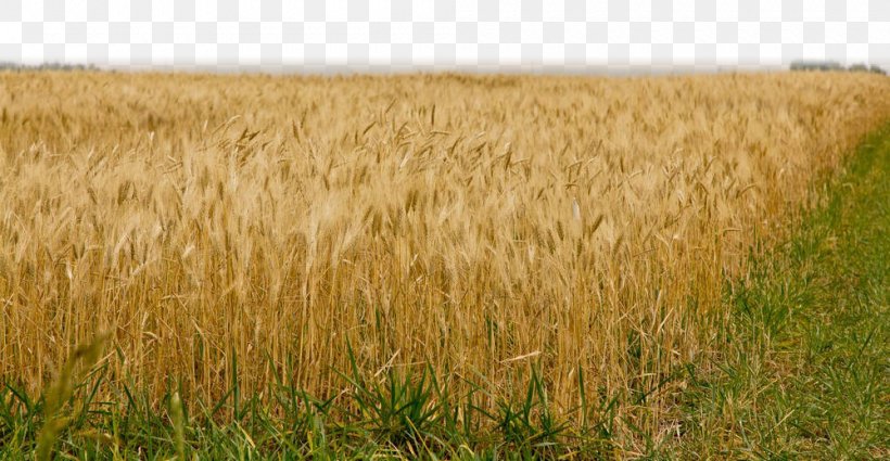 Barley Triticale Fields Of Gold Beneath Prairie Skies: Canadian Historical Brides Harvest Rye, PNG, 1000x519px, Barley, Agriculture, Amyotrophic Lateral Sclerosis, Cereal, Commodity Download Free