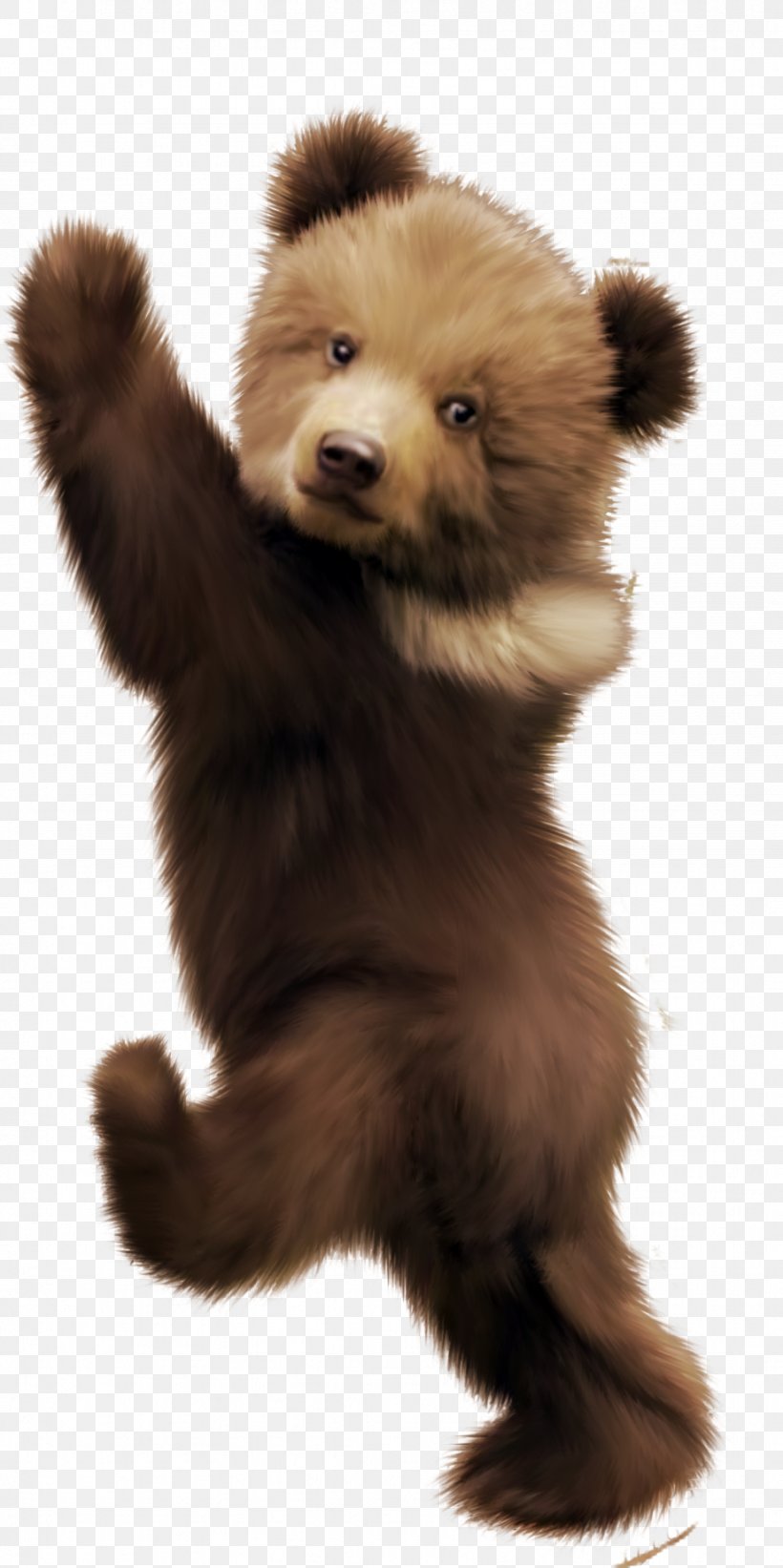 Brown Bear German Spitz Klein Polar Bear Clip Art, PNG, 921x1846px, Bear, Animal, Brown Bear, Carnivora, Carnivoran Download Free