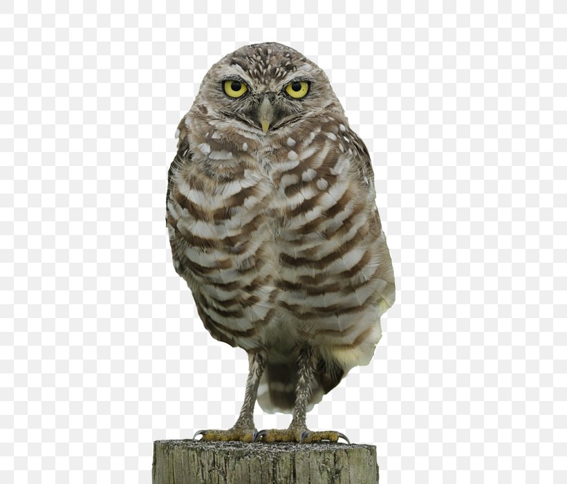 Burrowing Owl T-shirt Burrowing Owl, PNG, 466x700px, Owl, Animal, Art, Baseball, Beak Download Free