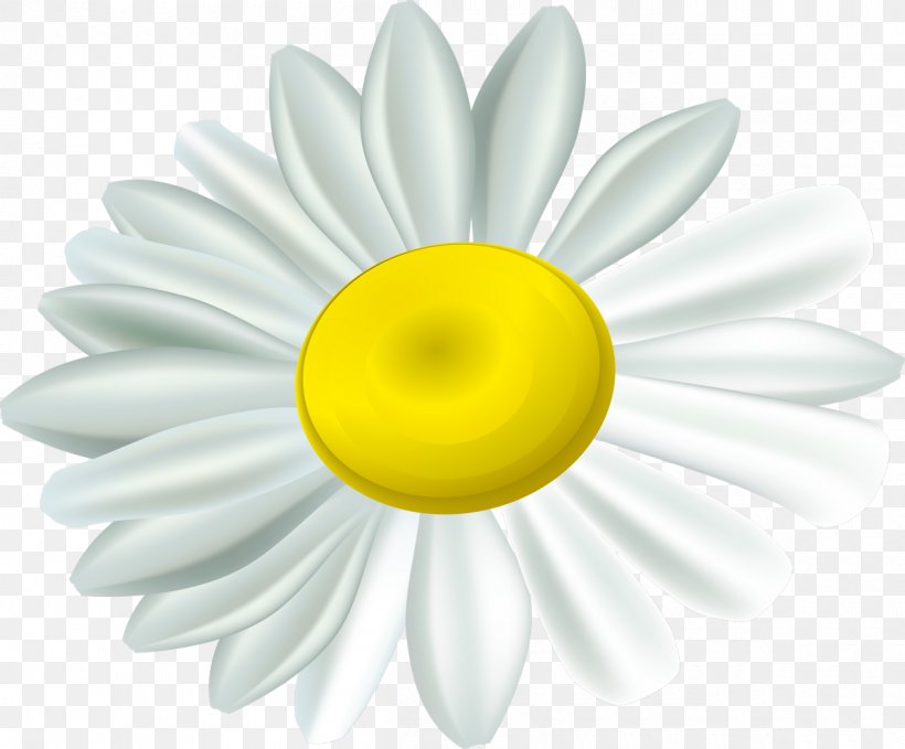 Daisy Family German Chamomile Desktop Wallpaper, PNG, 1200x994px, Daisy Family, Advertising, Daisy, February, Flower Download Free