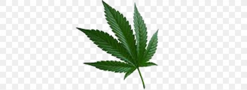 Marijuana Cannabis Sativa Cannabis Ruderalis Leaf, PNG, 1920x706px, Marijuana, Cannabidiol, Cannabis, Cannabis Cultivation, Cannabis Ruderalis Download Free