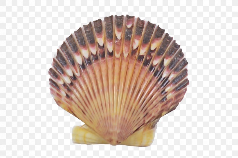 Shell Cockle Scallop Bivalve Clam, PNG, 1650x1100px, Shell, Bivalve, Clam, Cockle, Decorative Fan Download Free