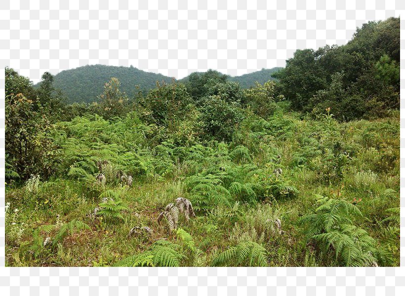 Shulin District Woodland Shrubland, PNG, 800x600px, Shulin District, Biome, Ecosystem, Forest, Google Images Download Free