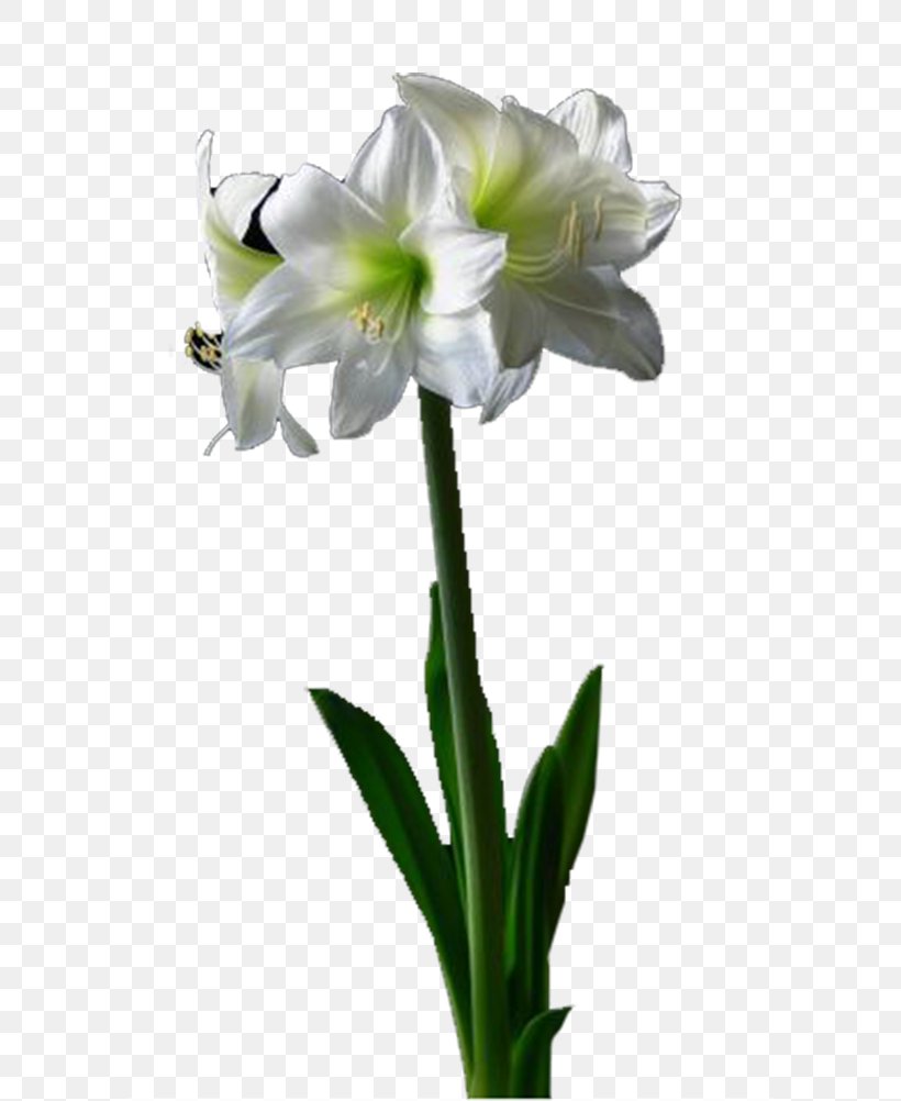 Amaryllis Belladonna Lilium Cut Flowers, PNG, 588x1002px, Amaryllis Belladonna, Amaryllis, Amaryllis Family, Cut Flowers, Flower Download Free