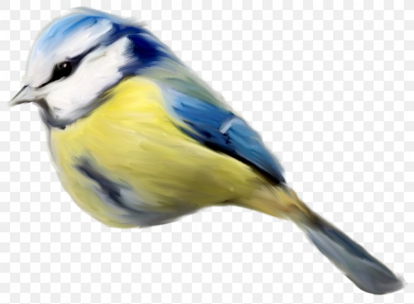 Bird Clip Art, PNG, 1151x846px, Bird, Beak, Chickadee, Drawing, Fauna Download Free
