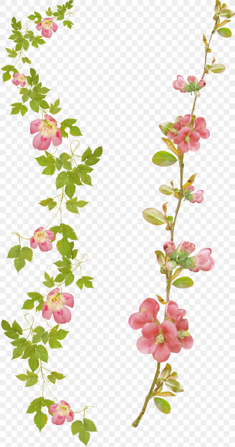 Cut Flowers Desktop Wallpaper, PNG, 1890x3585px, Flower, Blossom, Branch, Cherry Blossom, Cut Flowers Download Free