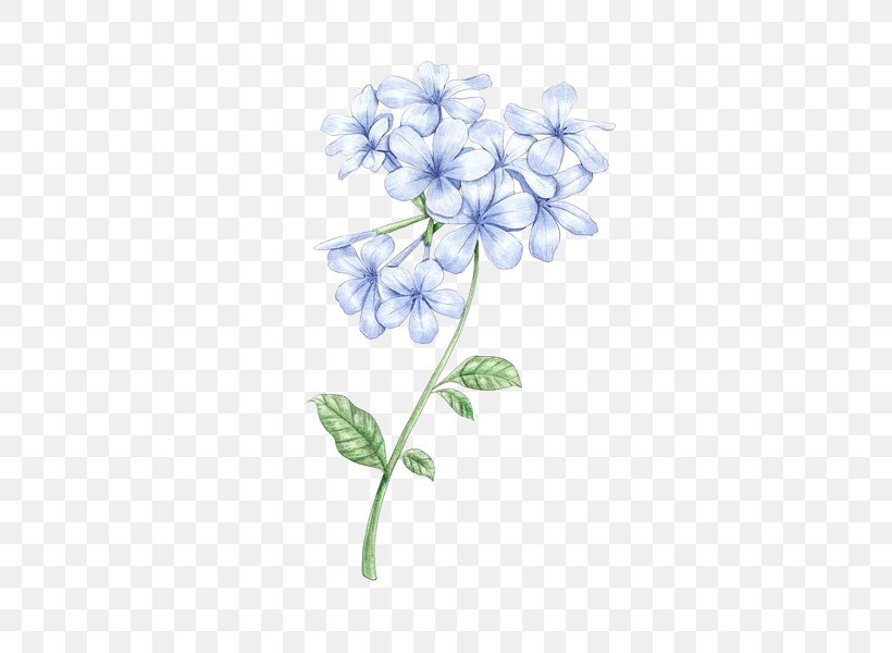 Drawing Viola Mandshurica, PNG, 441x600px, Drawing, Blue, Borage Family, Branch, Chicory Download Free