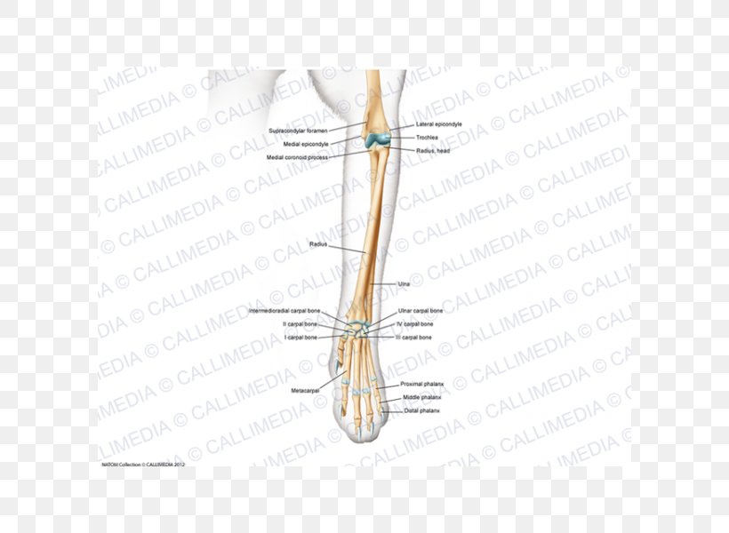 Finger Line Angle Bone, PNG, 600x600px, Watercolor, Cartoon, Flower, Frame, Heart Download Free