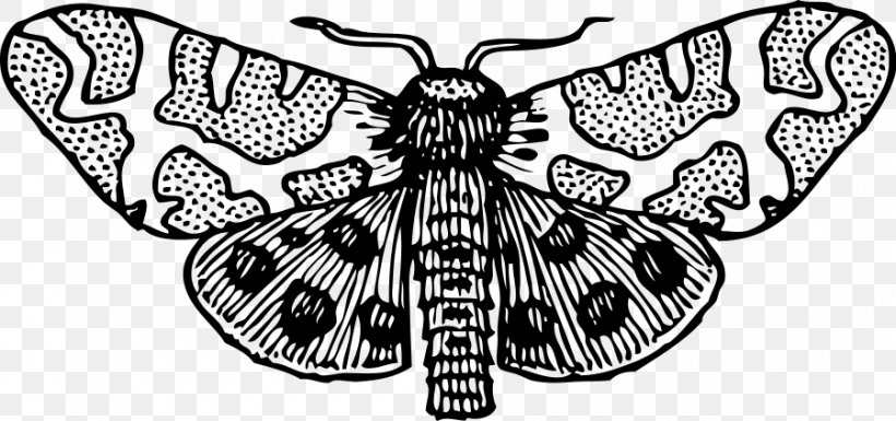 Giant Leopard Moth Luna Moth Clip Art, PNG, 900x423px, Moth, Arthropod, Attacus Atlas, Black And White, Brush Footed Butterfly Download Free