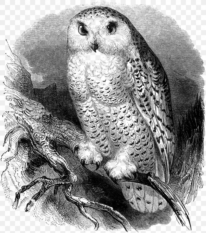 Great Grey Owl Bird Snowy Owl Great Horned Owl, PNG, 1408x1595px, Great Grey Owl, Art, Barn Owl, Barred Owl, Beak Download Free