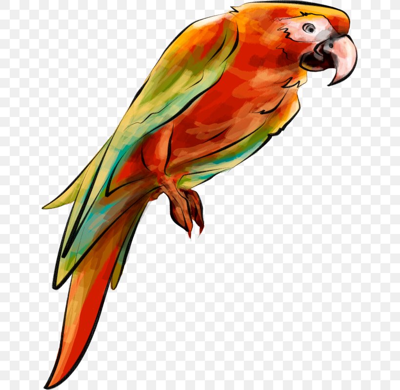 Parrot Clip Art Bird Drawing, PNG, 649x800px, Parrot, Beak, Bird, Budgie, Drawing Download Free