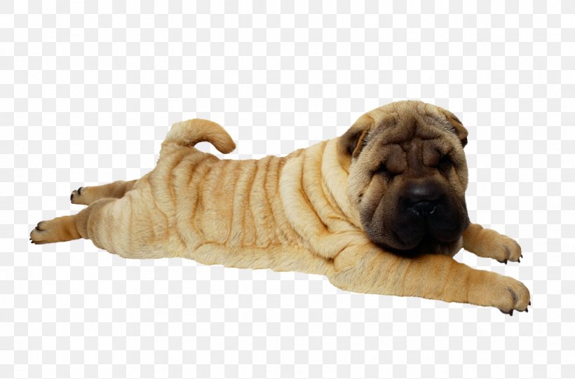 Shar Pei Puppy Bulldog Dog Breed Pug, PNG, 1118x738px, Shar Pei, Breed Group Dog, Bulldog, Carnivoran, Cat Download Free